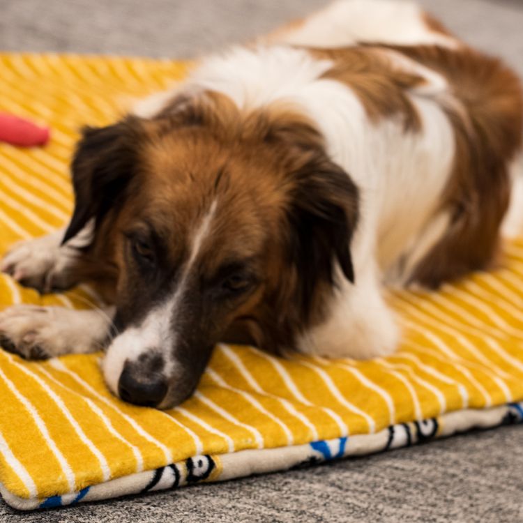 Tierdecke mit Streifenmuster mit darauf liegendem Mischlingshund von Vorne