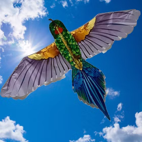 Drache Einleiner tropischer Vogel ab 6 Jahre 4 mm Fiberglas 165 x 75 cm Flugdrache Herbst Drachen steigen Ostsee Nordsee Drache Einleiner tropischer Vogel ab 6 Jahre 4 mm Fiberglas 165 x 75 cm Flugdrache Herbst Drachen steigen Ostsee Nordsee