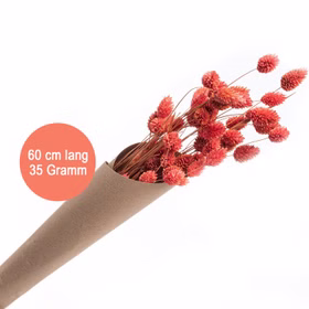 Getrocknetes Phalaris-Kanariengras Rosa 35g 60 cm lang Deko Hochzeit Geburtstag Blumen-Deko Garten-Party Vintage Blumengebinde Trockenfloristik Tisch-Deko Basteln 