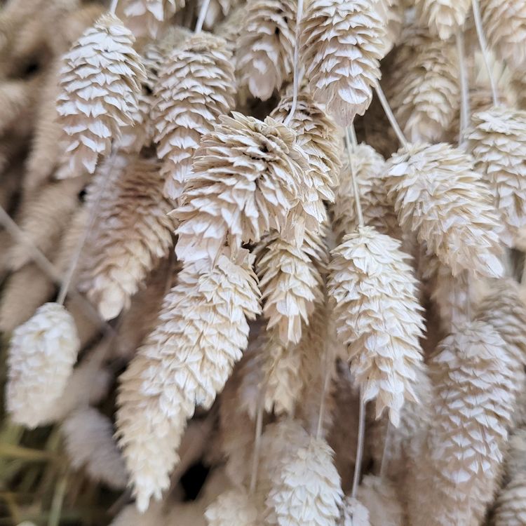 Getrocknetes Phalaris Kanariengras 60-64 cm lang Deko Hochzeit Blumen-Deko Getrocknetes Phalaris-Kanariengras verschiedene Farben 20g 64 cm lang Deko Hochzeit Geburtstag Blumen-Deko Garten-Party Vintage Blumengebinde Trockenfloristik Tisch-Deko Basteln