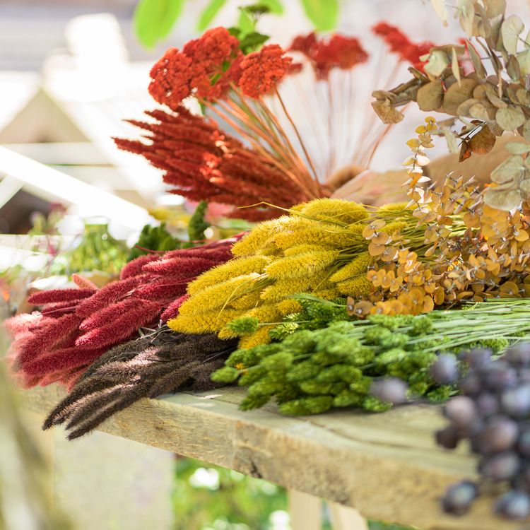 Setaria Trockenblumen Strauß Rot gebranntes Orange natürliches Grün 100g 74 cm Wohn-Deko Schilfgras Tisch-Deko Herbst Dekoration Wohn-Accessoires Blumenstrauß Basteln & Dekorieren