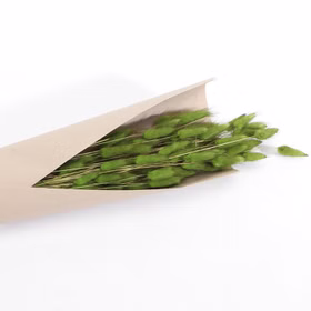Strauß Lagurus Grün 100g 72 cm Trockenblumen Lagurus Schilfgras Deko Wohn-Deko Schilfgras Tisch-Deko Herbst Dekoration Wohn-Accessoires Blumenstrauß Basteln & Dekorieren Strauß Lagurus Grün 100g 72 cm Trockenblumen Lagurus Schilfgras Deko Wohn-Deko Schilfgras Tisch-Deko Herbst Dekoration Wohn-Accessoires Blumenstrauß Basteln & Dekorieren