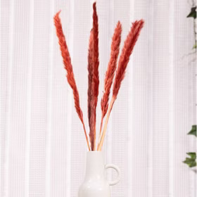Getrocknetes Pampasgras Rot 6 Stück 65-75 cm lang Trockenblumen Deko Tisch-Deko Hochzeit Geburtstag Garten-Party Sommerfest Wohn-Accessoire Wohn-Deko Vasen-Deko Dekoideen Getrocknetes Pampasgras Rot 6 Stück 65-75 cm lang Trockenblumen Deko Tisch-Deko Hochzeit Geburtstag Garten-Party Sommerfest Wohn-Accessoire Wohn-Deko Vasen-Deko Dekoideen