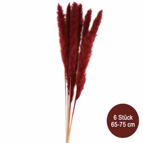 Getrocknetes Pampasgras Rot 6 Stück 65-75 cm lang Trockenblumen Deko Tisch-Deko Hochzeit Geburtstag Garten-Party Sommerfest Wohn-Accessoire Wohn-Deko Vasen-Deko Dekoideen Getrocknetes Pampasgras Rot 6 Stück 65-75 cm lang Trockenblumen Deko Tisch-Deko Hochzeit Geburtstag Garten-Party Sommerfest Wohn-Accessoire Wohn-Deko Vasen-Deko Dekoideen