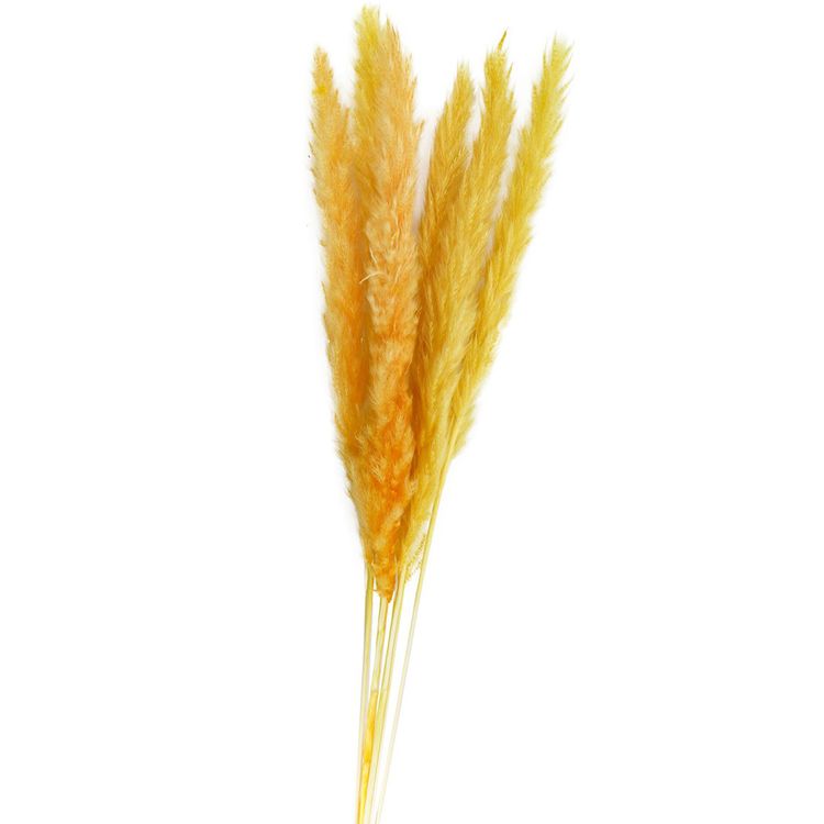 Getrocknetes Pampasgras 6 Stück 65-75 cm lang Trockenblumen Deko Getrocknetes Pampasgras Rot Gelb 6 Stück 65-75 cm lang Trockenblumen Deko Tisch-Deko Hochzeit Geburtstag Garten-Party Sommerfest Wohn-Accessoire Wohn-Deko Vasen-Deko Dekoideen