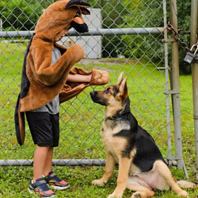 Hunde Kostüm Schäferhund Buddy für Kinder von der Seite auf einer grünen Wiese mit Schäferhund