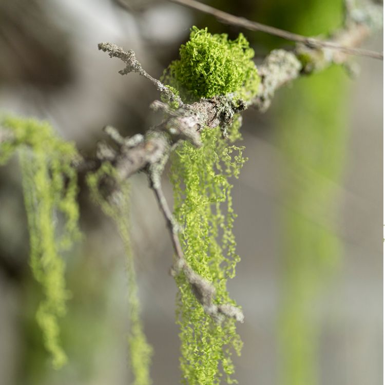 Beutel mit 50 Gramm grünem Polyester in Moosoptik zu Basteln und Dekorieren